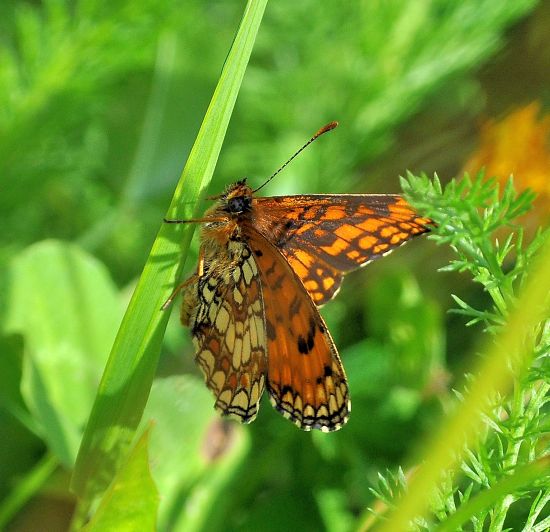 Melitaea nevadensis (athalia) ?  S, ma ora Melitaea celadussa (ex nevadensis)