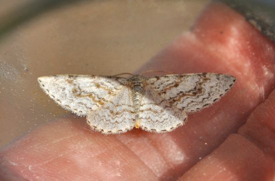 Hydrelia sylvata ? Geometridae - S