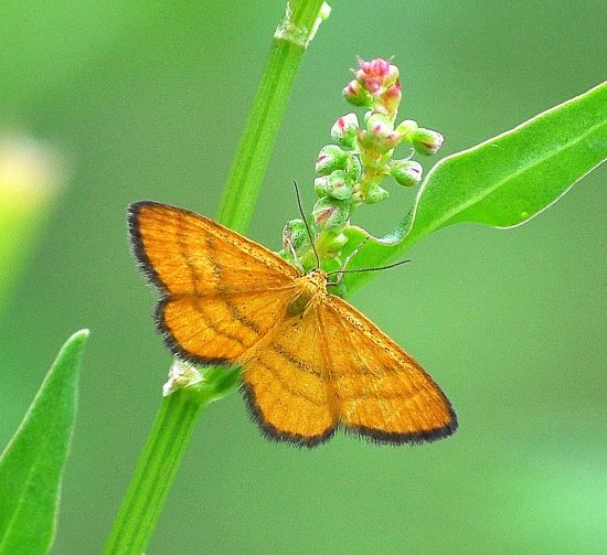 Idaea flaveolaria ?  S !