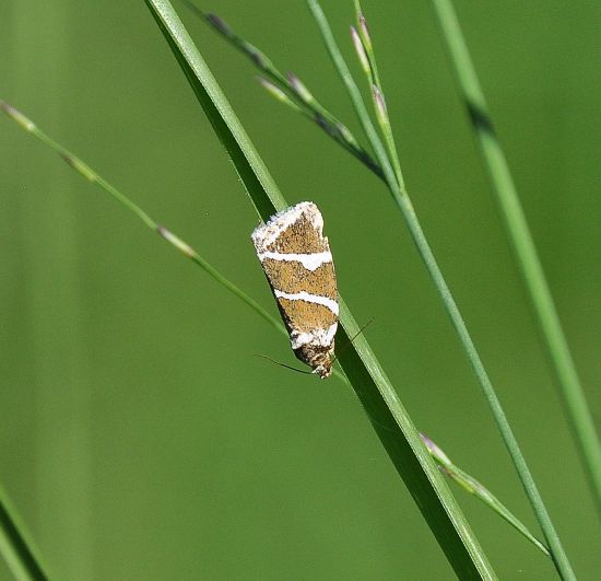 Deltoe bankiana - Noctuidae