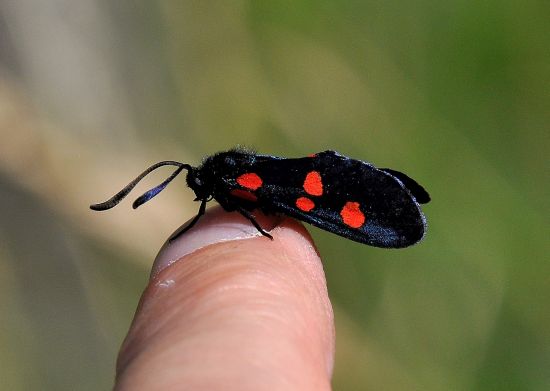 Zygaena viciae??