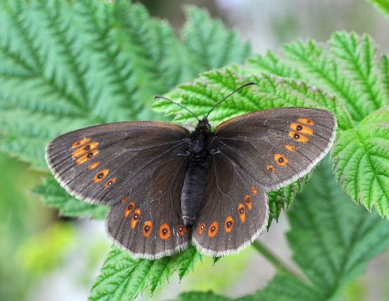 Erebia alberganus ?  S, femmina