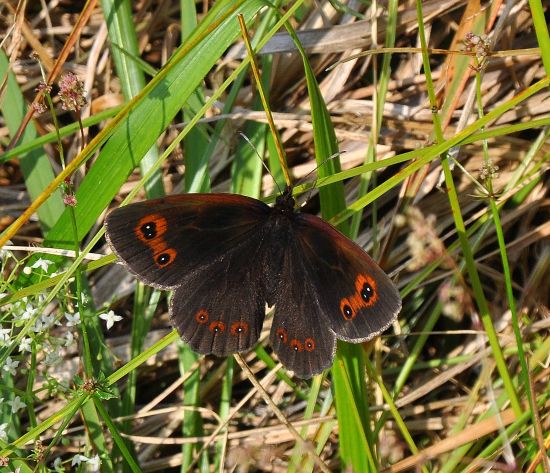 Erebia meolans ?  No, Erebia aethiops