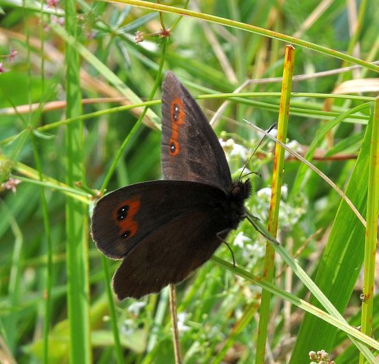 Erebia meolans ?  No, Erebia aethiops