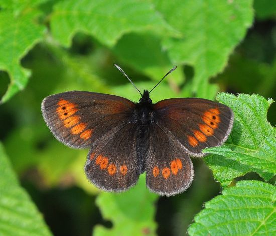 Erebia epiphron ?  No, Erebia melampus