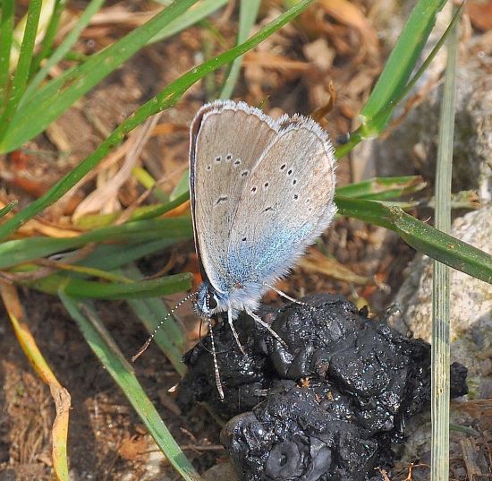 Polyommatus semiargus ?  Cyaniris (ex Polyommatus) semiargus