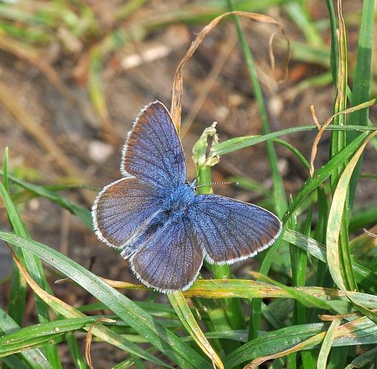 Polyommatus semiargus ?  Cyaniris (ex Polyommatus) semiargus