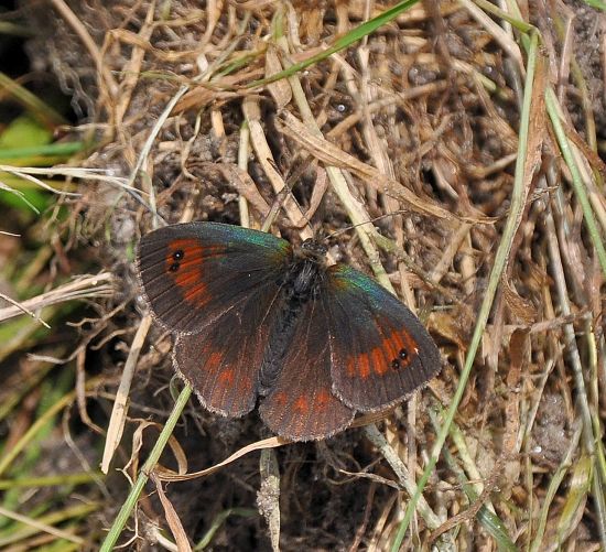 Erebia tyndarus ?  S !