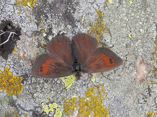 Aiuto id. erebia:  Erebia tyndarus