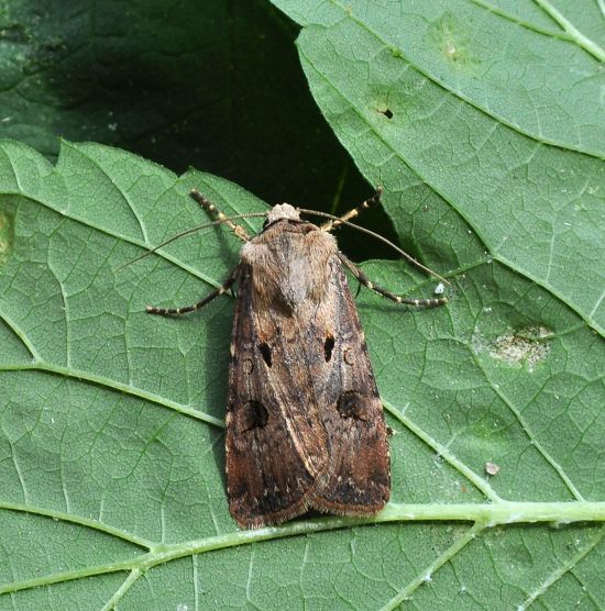 Agrotis exclamationis, noctuidae, credo