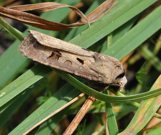 Agrotis exclamationis, noctuidae, credo