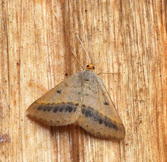 Tephrina arenacearia , Geometridae? S, ma Isturgia arenacearia