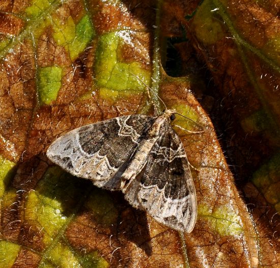 Ecliptoptera silaceata o capitata?   Ecliptoptera capitata