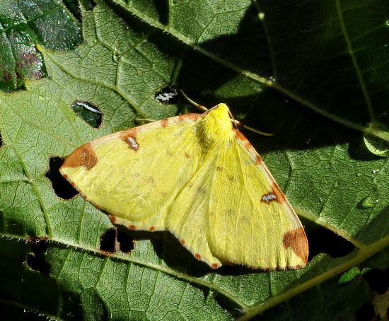 Opisthograptis luteolata, geometridae