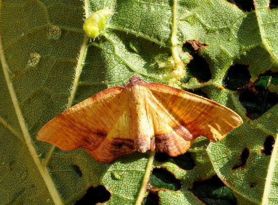 Plagodis dolabraria, geometridae