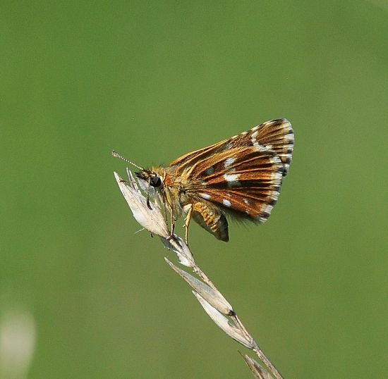 Pyrgus carlinae ? No, Pyrgus malvoides