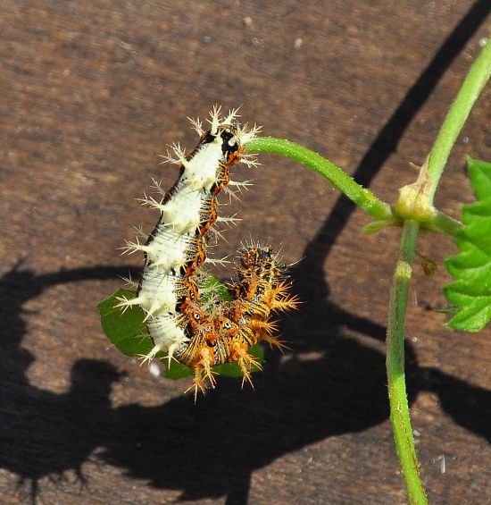 Polygonia c-album? S