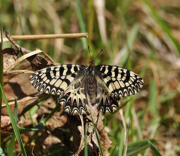 Zerynthia polyxena o cassandra?  Zerynthia polyxena