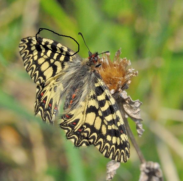 Zerynthia polyxena o cassandra?  Zerynthia polyxena