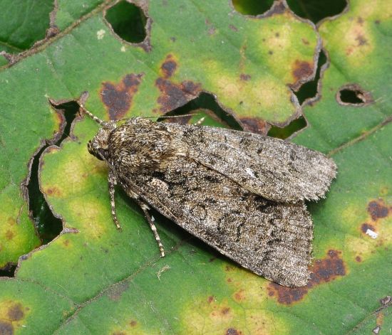 Acronicta aceris ?  No,  Acronicta rumicis