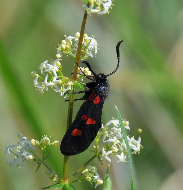 Zygaena lonicerae ? ... o filipendulae...