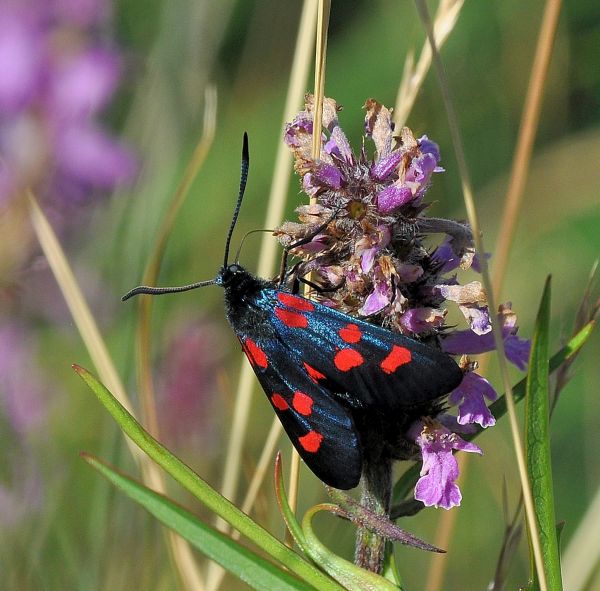 Zygaena lonicerae ? ... o filipendulae...