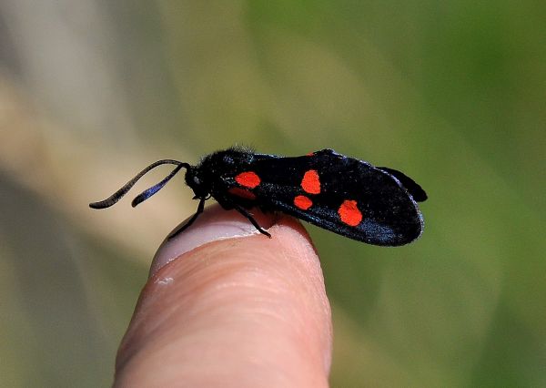 Zygaena lonicerae ? ... o filipendulae...