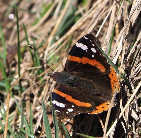 Vanessa atalanta