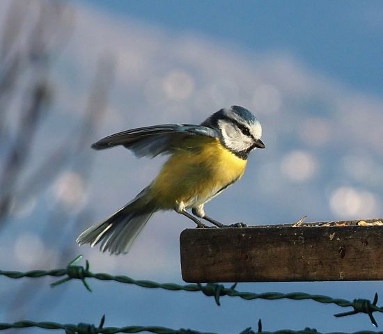 Cinciarella - amangiatoiagio (?)