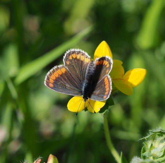 Polyommatus icarus femmina ?  S