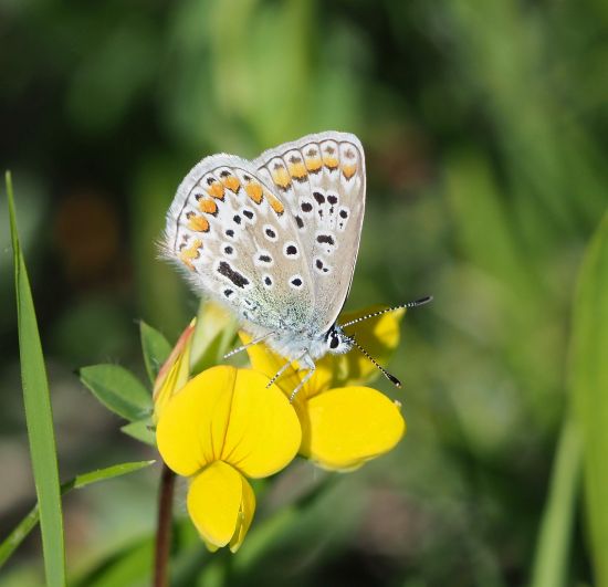 Polyommatus icarus femmina ?  S