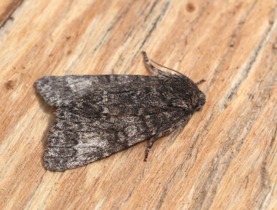 Acronicta megacephala ? S