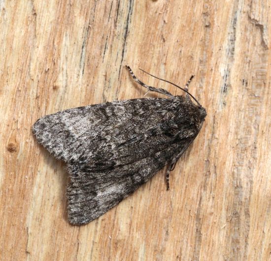 Acronicta megacephala ? S