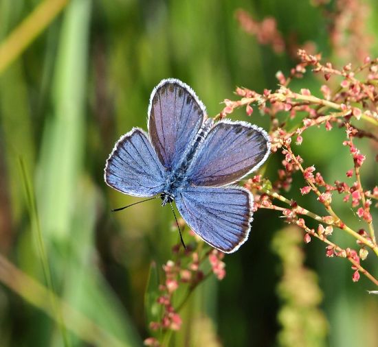 Plebejus argyrognomon? S