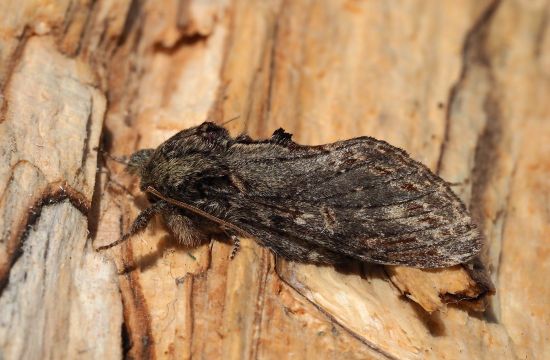 Peridea anceps - Notodontidae