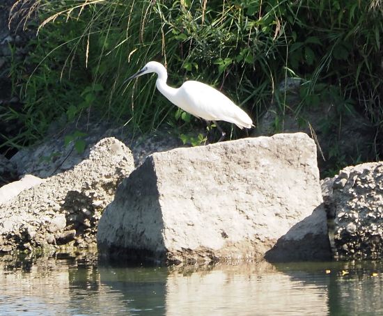 Airone bianco?  No, Garzetta