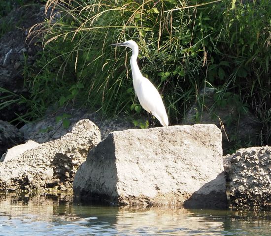 Airone bianco?  No, Garzetta