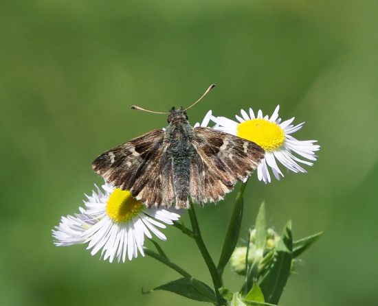 Carcharodus alceae?