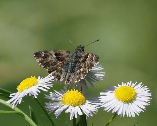 Carcharodus alceae?