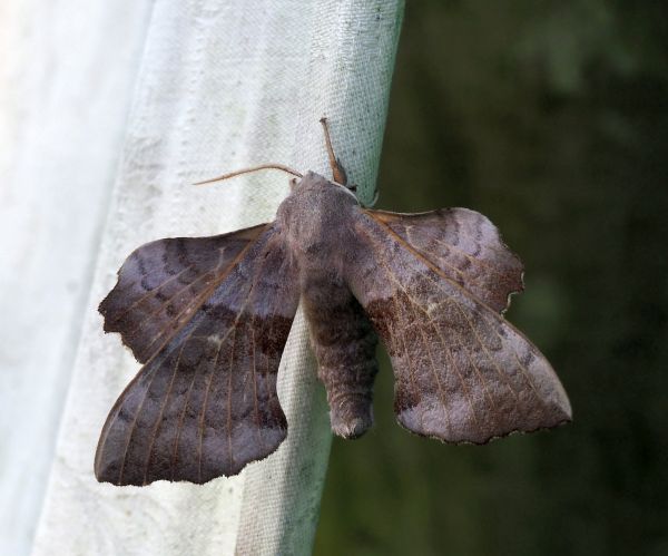 Laothoe populi, sphinghidae