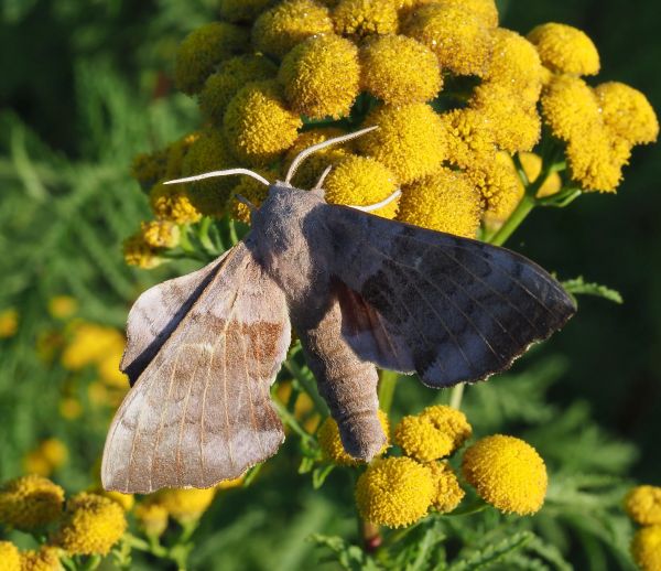 Laothoe populi, sphinghidae