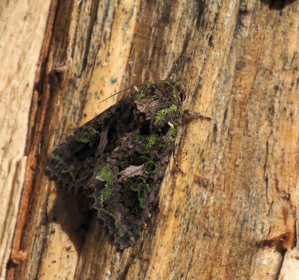 Trachea atriplicis, noctuidae