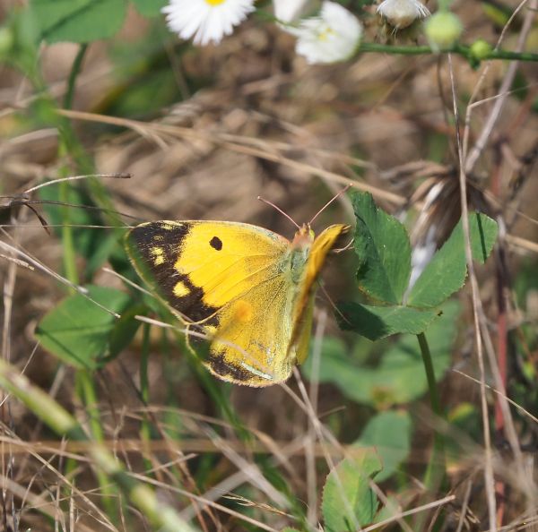 Tutte Colias crocea?  S