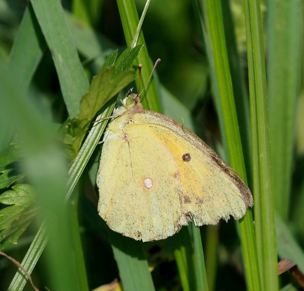 Tutte Colias crocea?  S