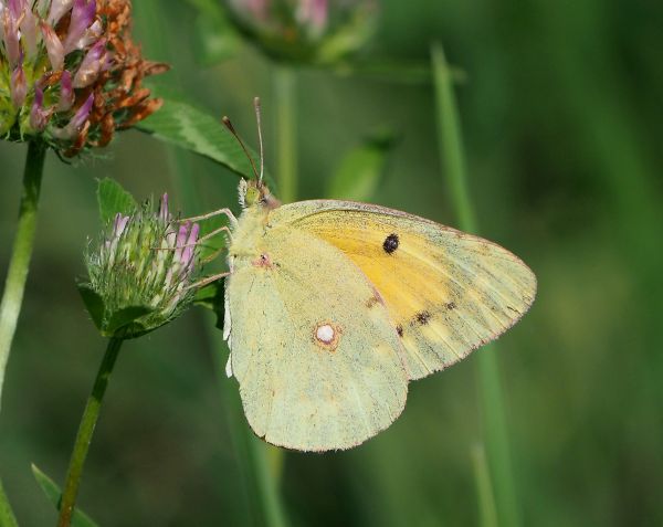 Tutte Colias crocea?  S