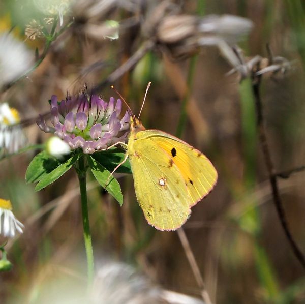 Tutte Colias crocea?  S