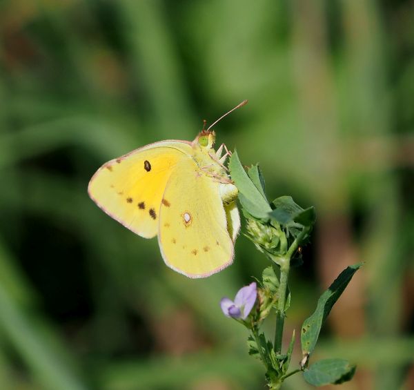 Tutte Colias crocea?  S