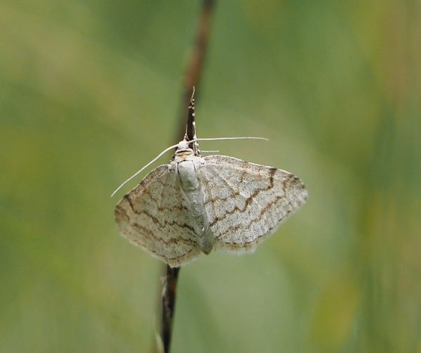 Geometridae: Mesotype verberata