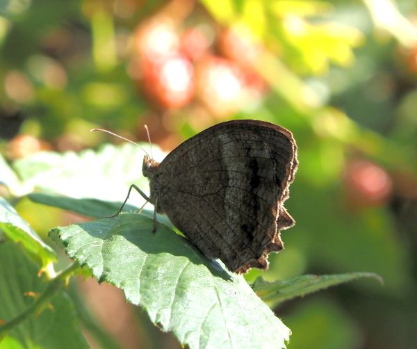 Hypparchia statilinus?  No, Minois dryas