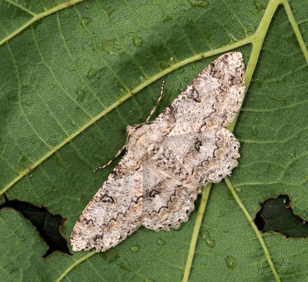 Ascotis selenaria - Geometridae? S